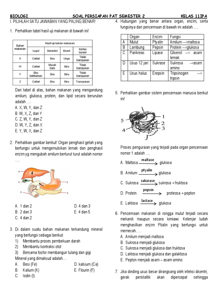 Soal Biologi Kelas 11 IPA PAT Semester 2 PDF