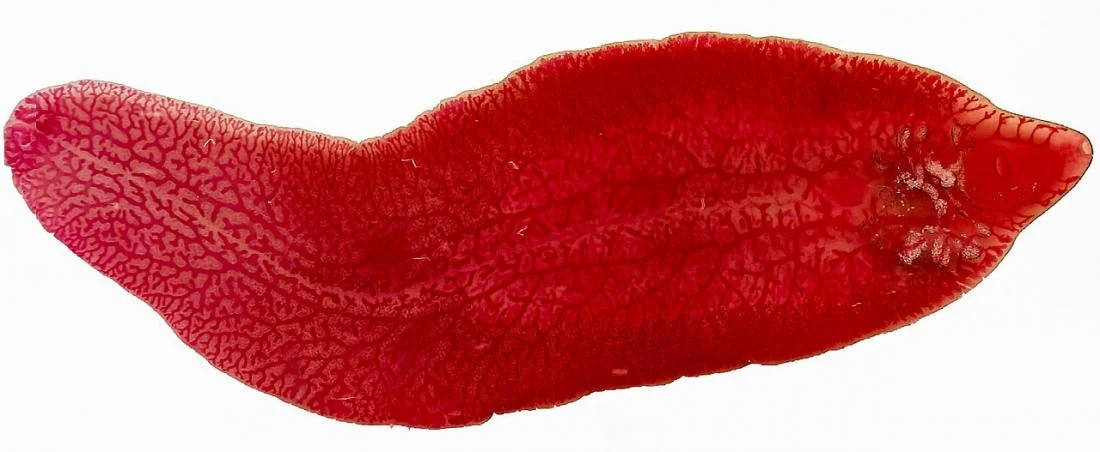 Kisi-kisi soal ukk pjok semester 2 untuk kelas 4 di Riset Medsos, Sumber Berita Utama!